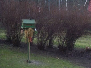 Bild på en grön fågelholk framför buskar